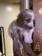 Goldendoodle Puppies for sale in New York, NY 10003, USA. price: NA