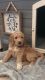 Goldendoodle Puppies for sale in Research Triangle, Durham, NC, USA. price: NA