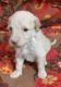Goldendoodle Puppies for sale in Kansas City, MO, USA. price: $1,800