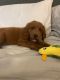 Goldendoodle Puppies for sale in Gaithersburg, MD, USA. price: NA