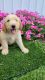 Goldendoodle Puppies for sale in Loogootee, IN 47553, USA. price: NA