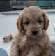 Goldendoodle Puppies for sale in CA-1, Los Angeles, CA, USA. price: NA