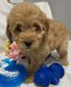 Goldendoodle Puppies for sale in Macclenny, FL 32063, USA. price: $2,100