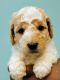 Goldendoodle Puppies for sale in Bayfield, WI, USA. price: $1,800