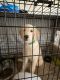 Goldendoodle Puppies for sale in 8258 Roxburo St, Zeeland, MI 49464, USA. price: NA