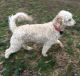 Goldendoodle Puppies for sale in Randleman, NC 27317, USA. price: $1,800