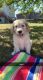 Goldendoodle Puppies for sale in Evansdale, IA, USA. price: NA