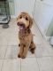 Goldendoodle Puppies for sale in Largo, FL 33773, USA. price: $1,500