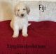 Goldendoodle Puppies for sale in Eubank, KY 42567, USA. price: NA