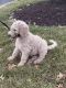 Goldendoodle Puppies for sale in Herndon, VA 20170, USA. price: $1,500