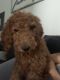 Goldendoodle Puppies for sale in Carson, CA, USA. price: NA