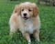 Goldendoodle Puppies for sale in Somerset, OH 43783, USA. price: NA