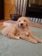 Goldendoodle Puppies for sale in Morganton, NC 28655, USA. price: $1,700