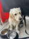 Goldendoodle Puppies for sale in Salt Lake City, UT, USA. price: $650