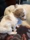 Goldendoodle Puppies for sale in Eugene, OR, USA. price: NA