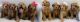 Goldendoodle Puppies for sale in Dawsonville, GA 30534, USA. price: NA