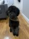 Goldendoodle Puppies for sale in Jamaica, NY 11412, USA. price: NA