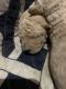 Goldendoodle Puppies for sale in Kearney, MO, USA. price: NA