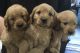 Goldendoodle Puppies for sale in Linwood, NY 14486, USA. price: $2,000
