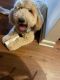 Goldendoodle Puppies for sale in Greenville, SC, USA. price: $1,000