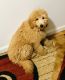 Goldendoodle Puppies for sale in Southfield, MI, USA. price: $1,600