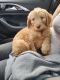 Goldendoodle Puppies for sale in Columbia, MO, USA. price: NA