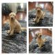 Goldendoodle Puppies for sale in Katy, TX, USA. price: $1,200