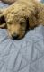 Goldendoodle Puppies for sale in Lenoir, NC, USA. price: $1,300