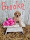 Goldendoodle Puppies for sale in Wooster, OH 44691, USA. price: NA
