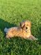Goldendoodle Puppies for sale in Menlo Park, CA, USA. price: NA