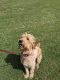 Goldendoodle Puppies for sale in Mitchell, IL 62040, USA. price: $700