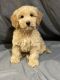 Goldendoodle Puppies for sale in Shirley, NY, USA. price: NA