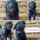 Goldendoodle Puppies for sale in Alma, GA 31510, USA. price: NA