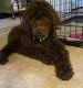 Goldendoodle Puppies for sale in Fredericksburg, VA 22401, USA. price: NA