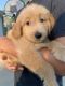 Goldendoodle Puppies for sale in 7893 Fenner Rd, Ludlow Falls, OH 45339, USA. price: NA