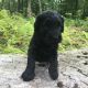 Goldendoodle Puppies for sale in New Ringgold, PA 17960, USA. price: NA