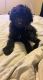 Goldendoodle Puppies for sale in Grand Prairie, TX, USA. price: NA