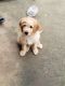 Goldendoodle Puppies for sale in Lawrenceville, GA, USA. price: NA