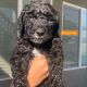 Goldendoodle Puppies for sale in Kennewick-Richland-Pasco, WA, WA, USA. price: NA
