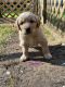 Goldendoodle Puppies for sale in Ellington, CT, USA. price: NA