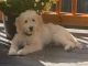 Goldendoodle Puppies for sale in Redmond, WA, USA. price: NA