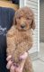 Goldendoodle Puppies for sale in Paris, TN 38242, USA. price: NA