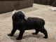Goldendoodle Puppies for sale in Beaumont, CA, USA. price: NA