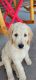 Goldendoodle Puppies for sale in Weeki Wachee, FL, USA. price: NA