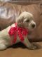 Goldendoodle Puppies for sale in Shelbyville, TN, USA. price: $2,000