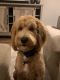 Goldendoodle Puppies for sale in Myrtle Beach, SC 29579, USA. price: NA