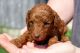 Goldendoodle Puppies for sale in Arthur, IL, USA. price: NA