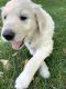 Goldendoodle Puppies for sale in Providence, UT 84332, USA. price: NA