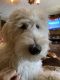 Goldendoodle Puppies for sale in Mt. Juliet, TN, USA. price: NA