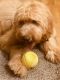 Goldendoodle Puppies for sale in Boise, ID, USA. price: $1,500